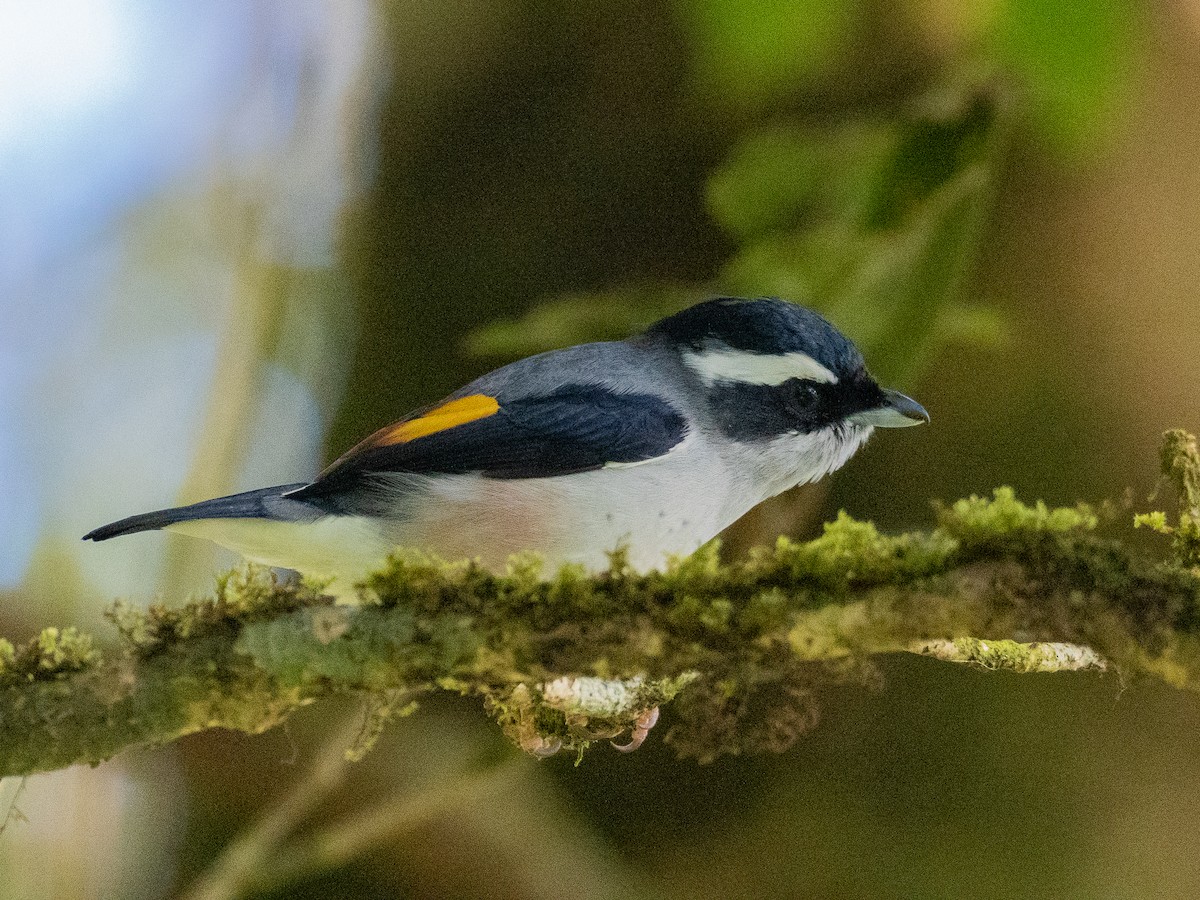 White-browed Shrike-Babbler - ML645378307