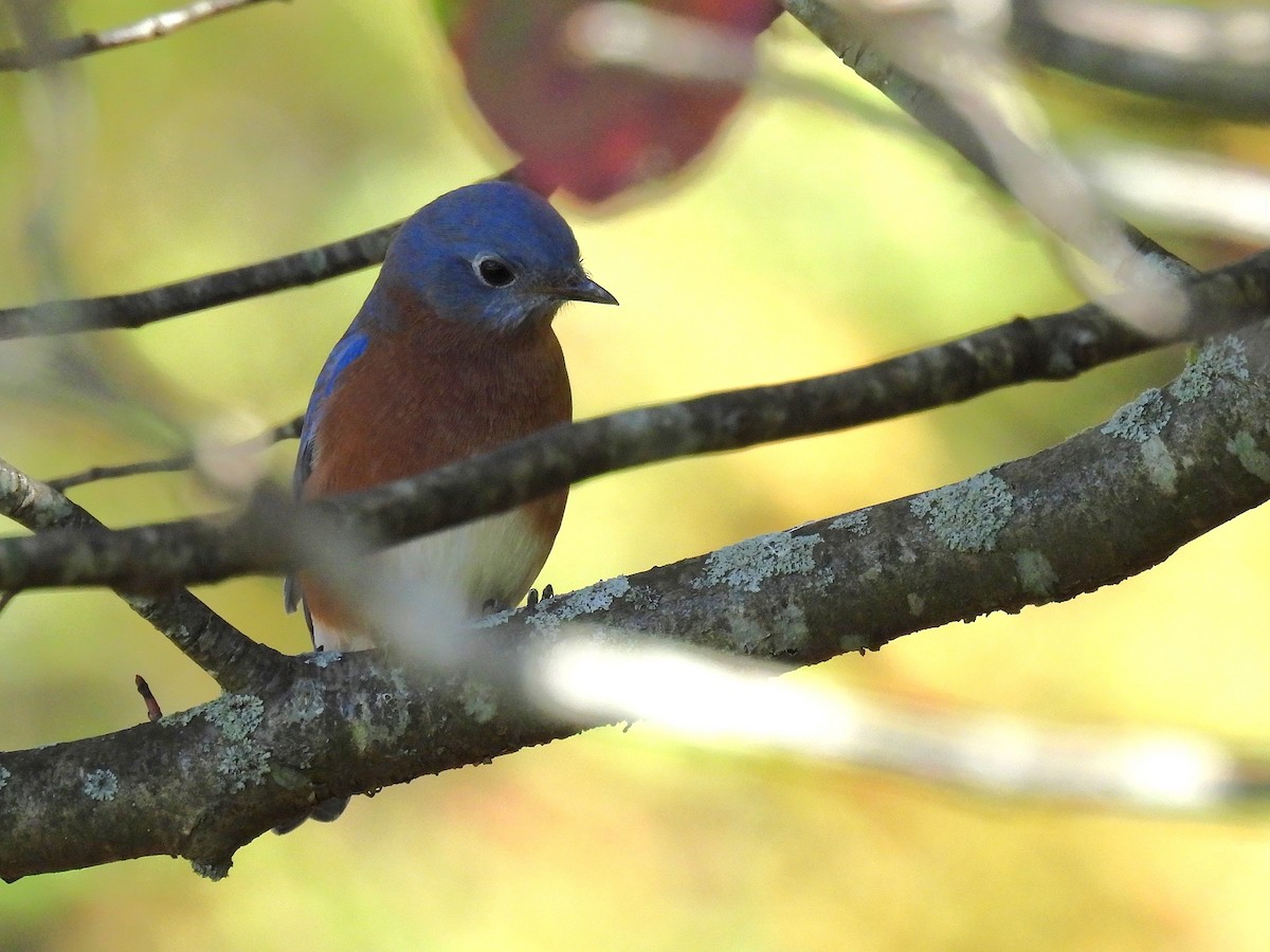 Блакитник східний - ML645378311