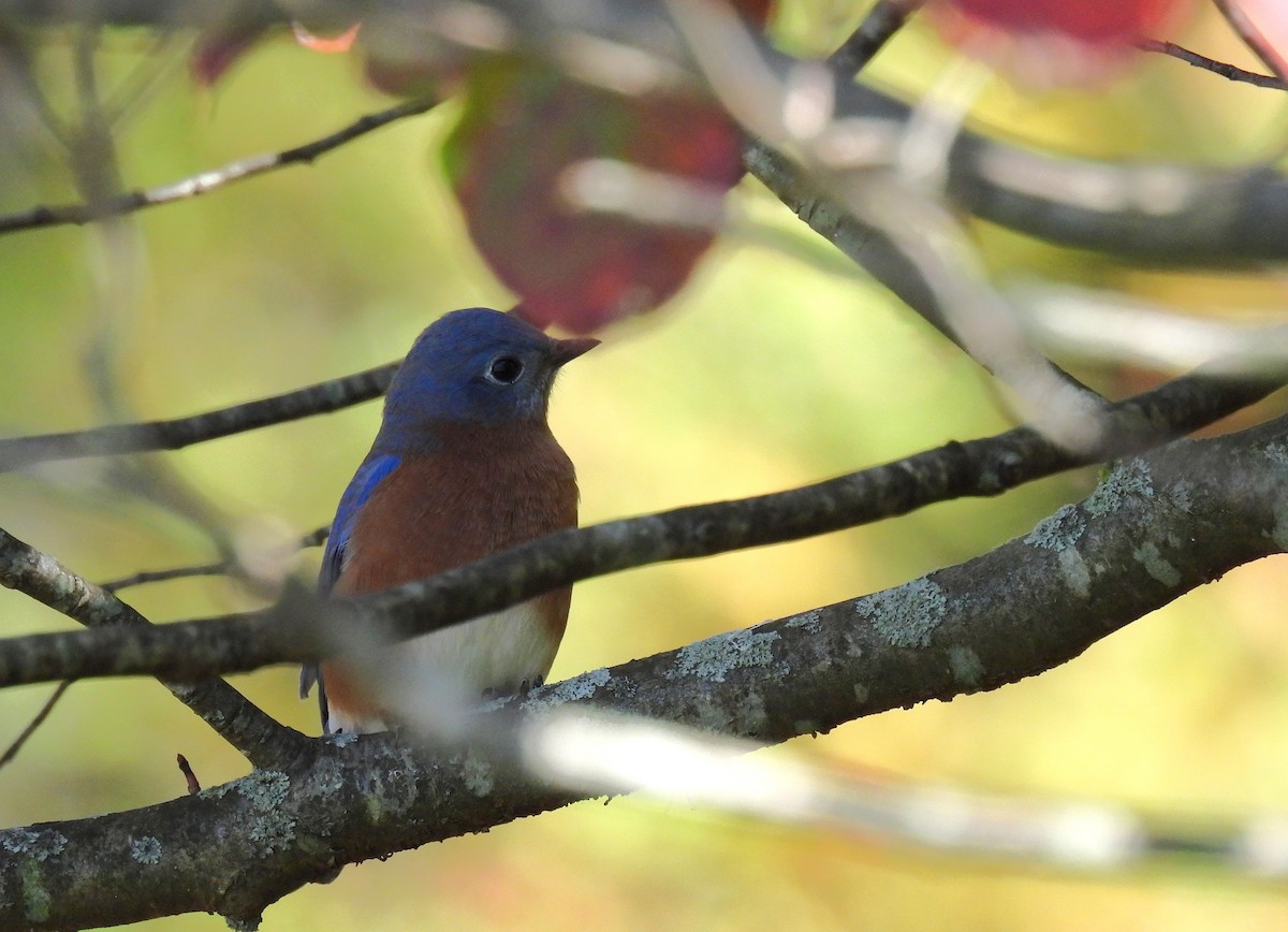 Блакитник східний - ML645378312
