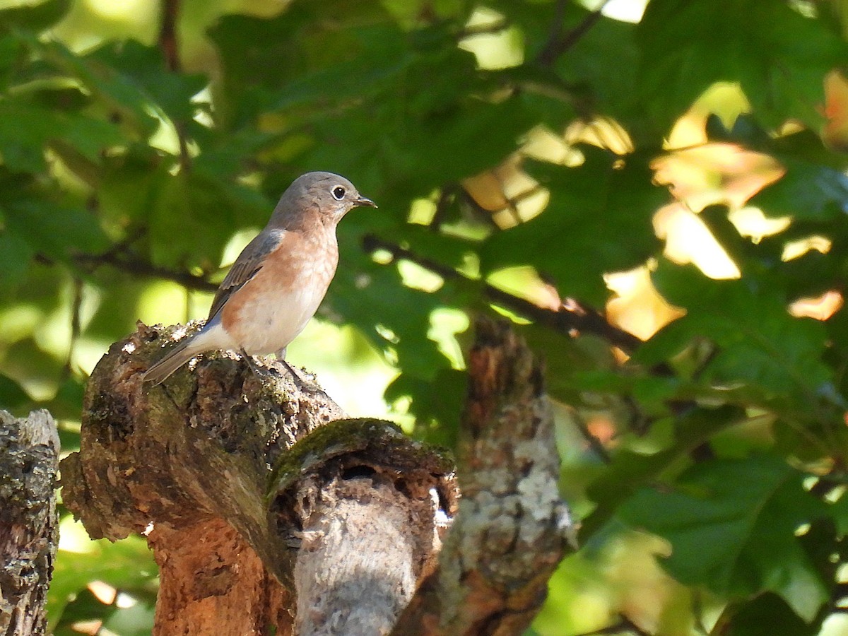 Блакитник східний - ML645378313