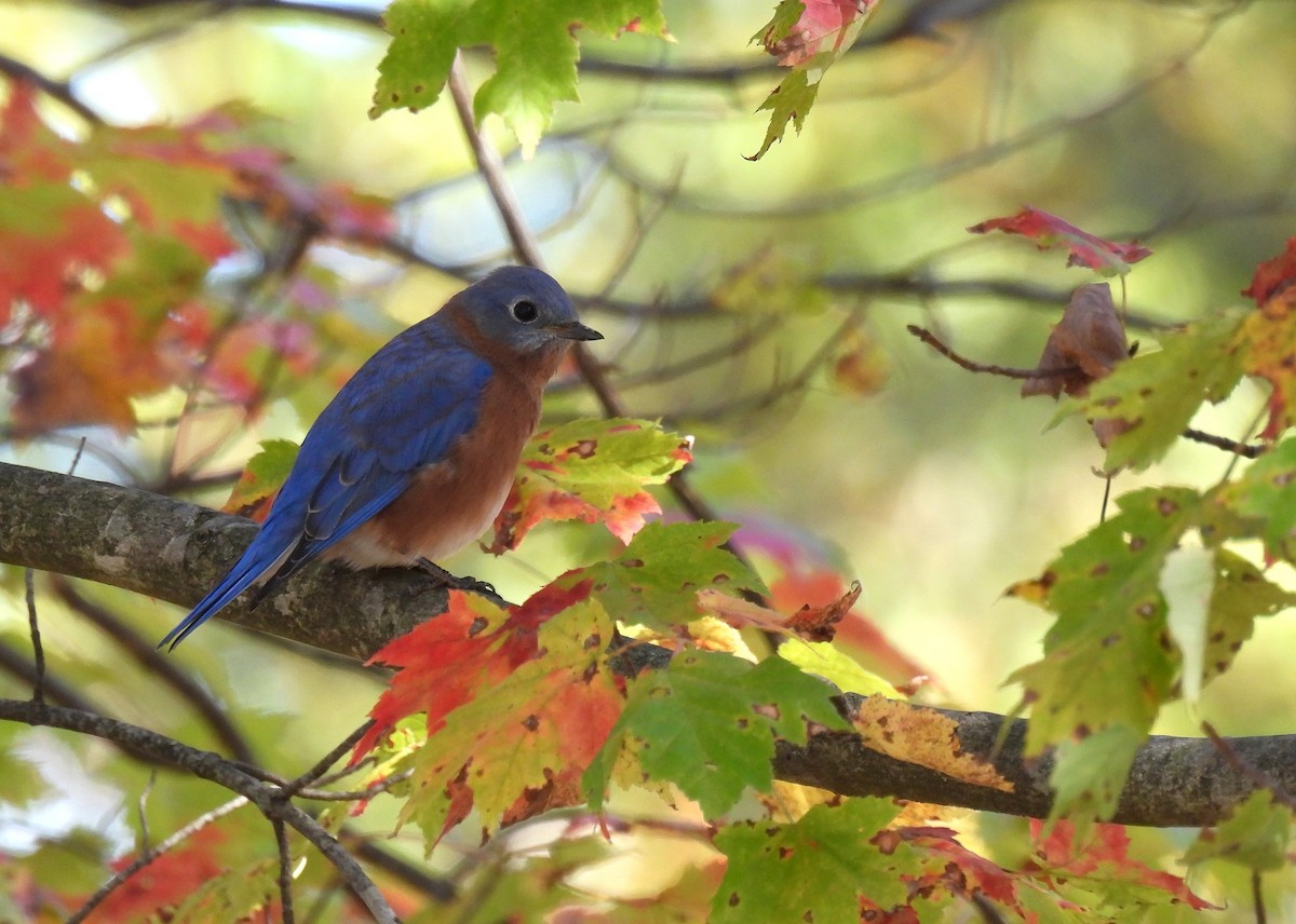 Блакитник східний - ML645378314