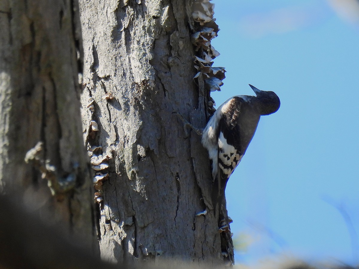 Гіла червоноголова - ML645378318