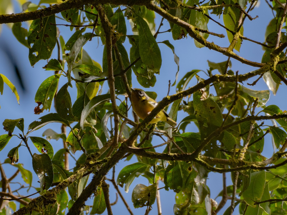 Black-eared Shrike-Babbler - ML645378320