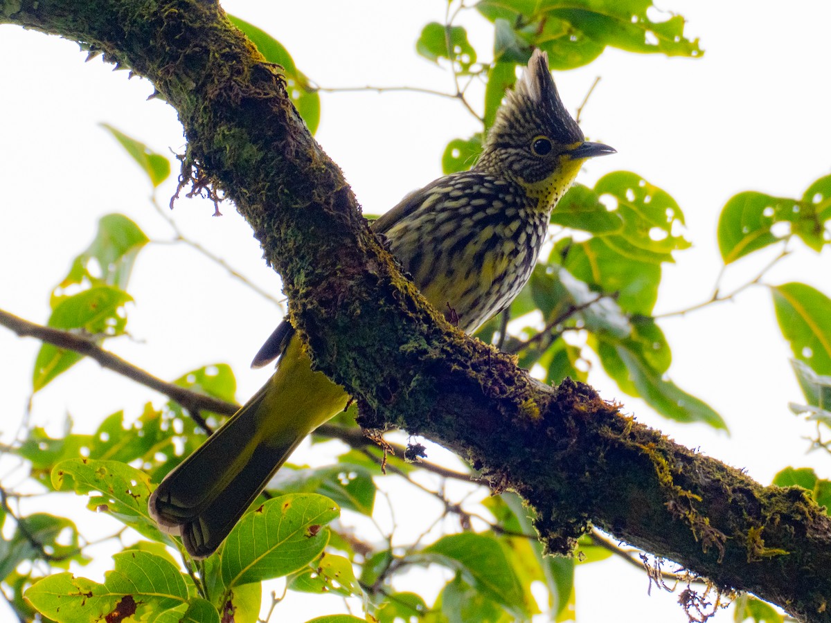 Striated Bulbul - ML645378324