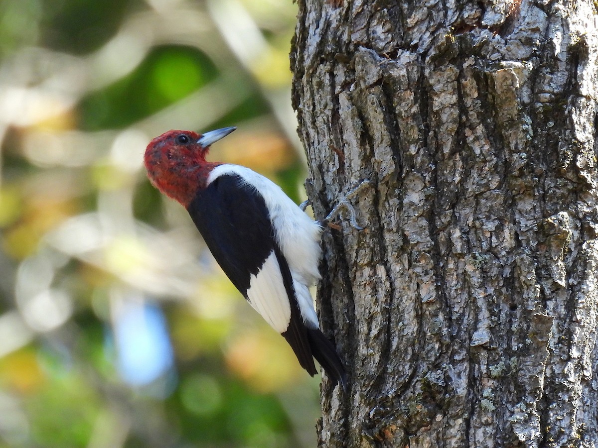 Гіла червоноголова - ML645378326