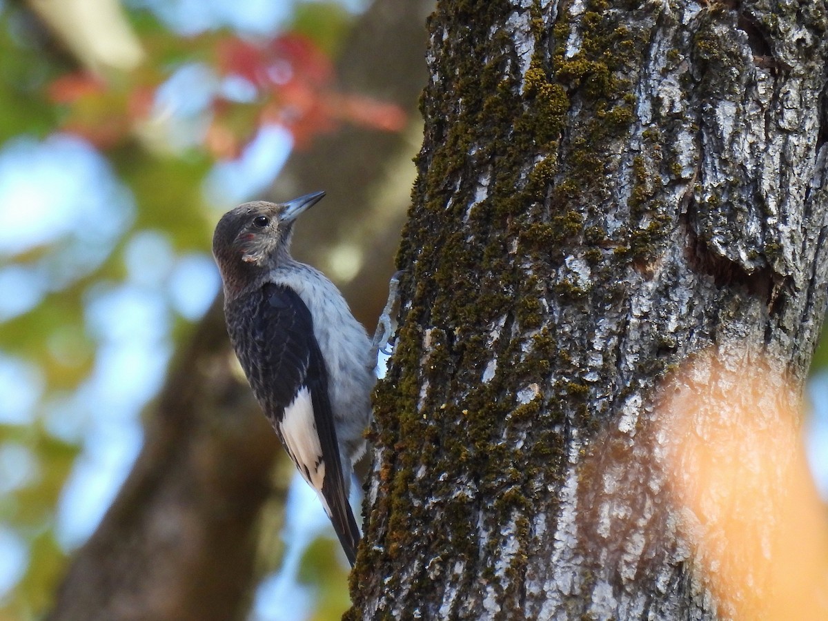 Гіла червоноголова - ML645378329