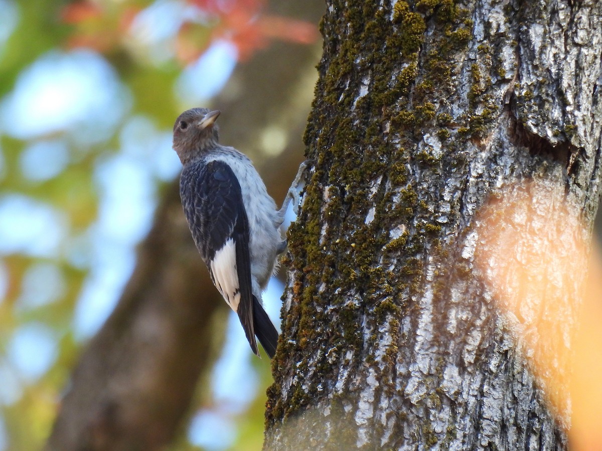 Гіла червоноголова - ML645378330