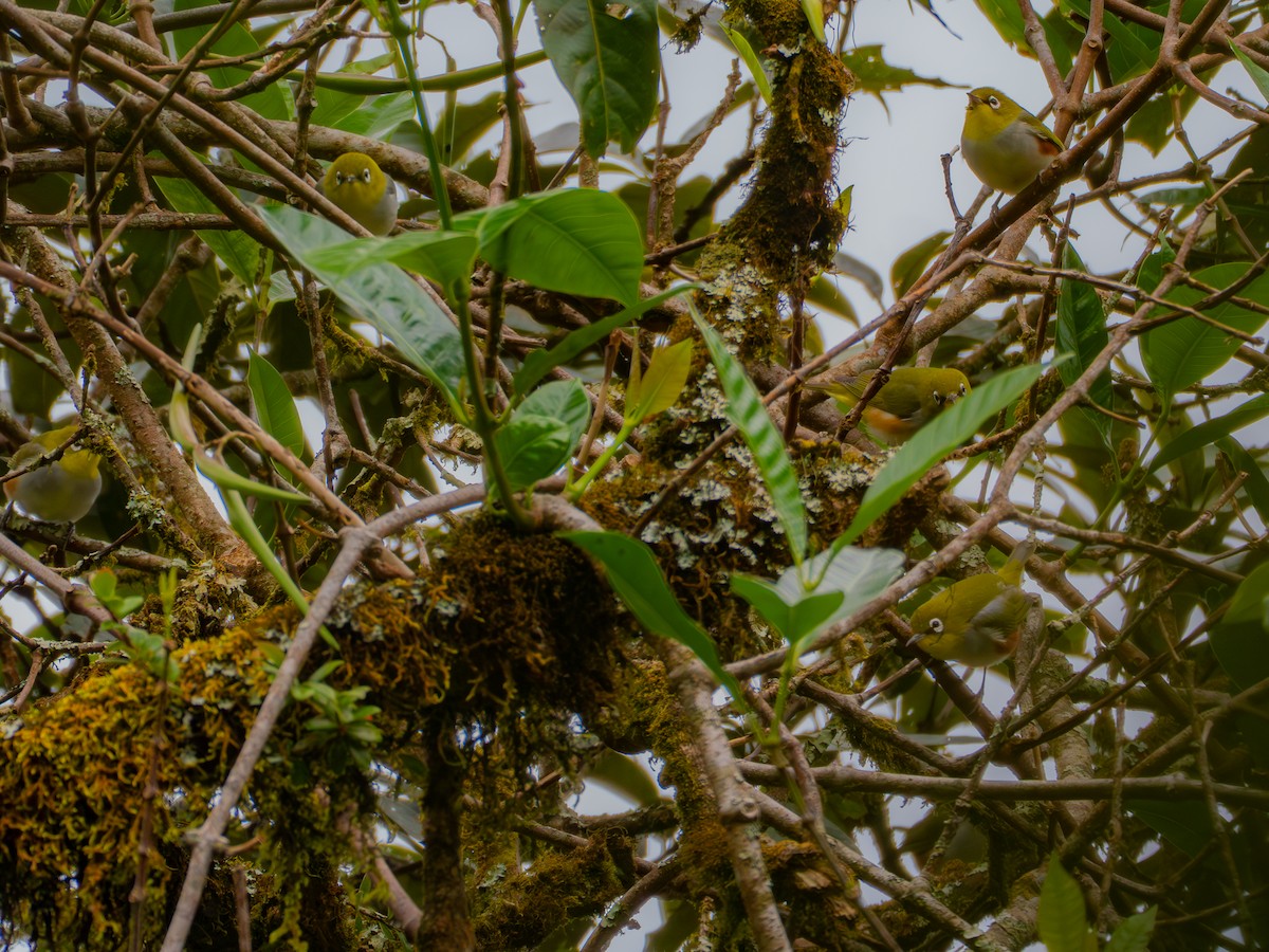 Chestnut-flanked White-eye - ML645378332