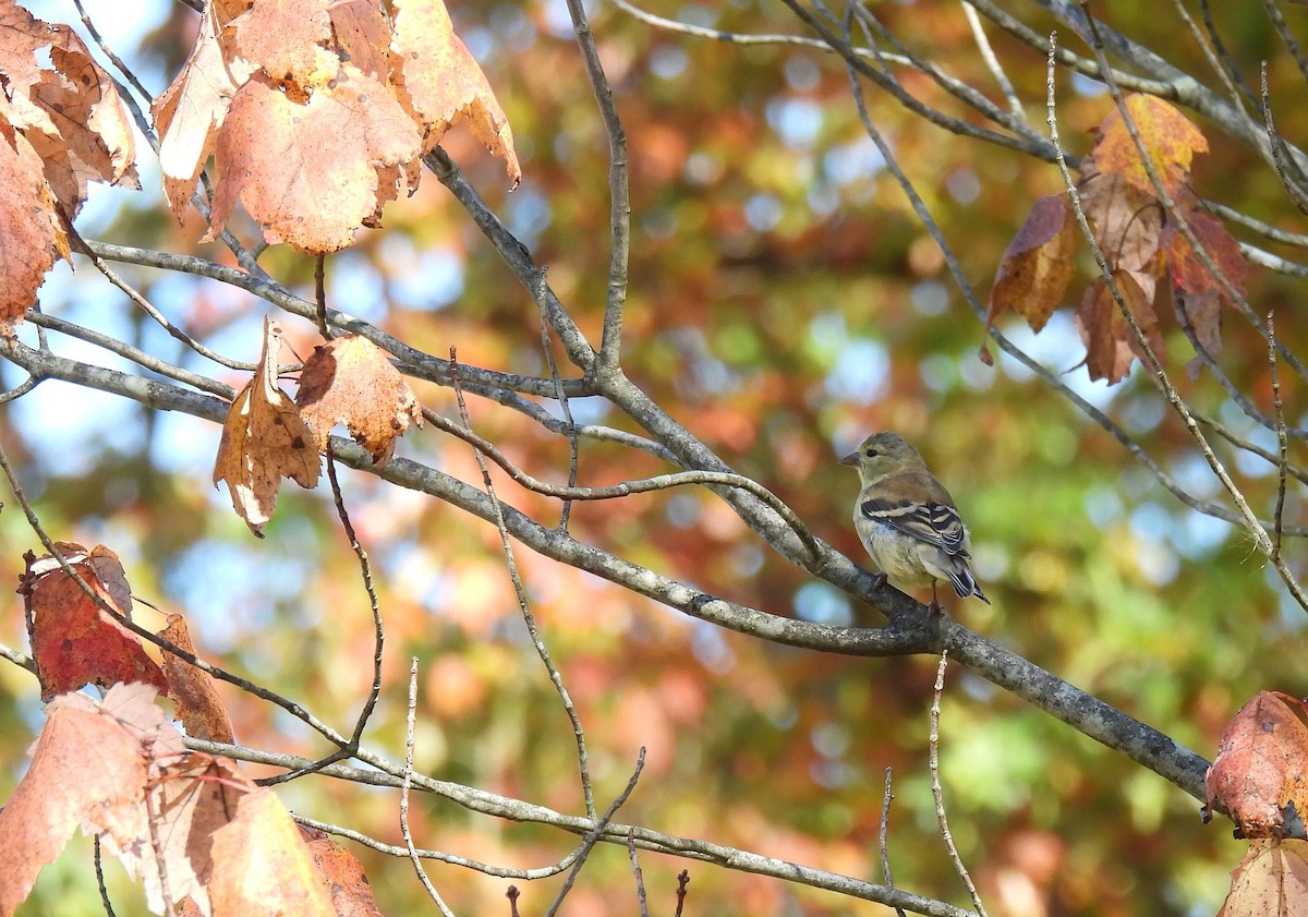 Чиж золотий - ML645378333