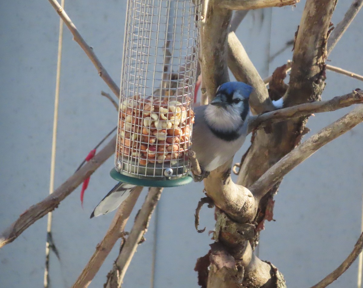 Blue Jay - ML645378334