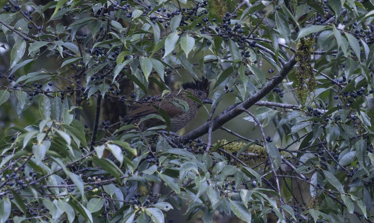 Striated Laughingthrush - ML645378335