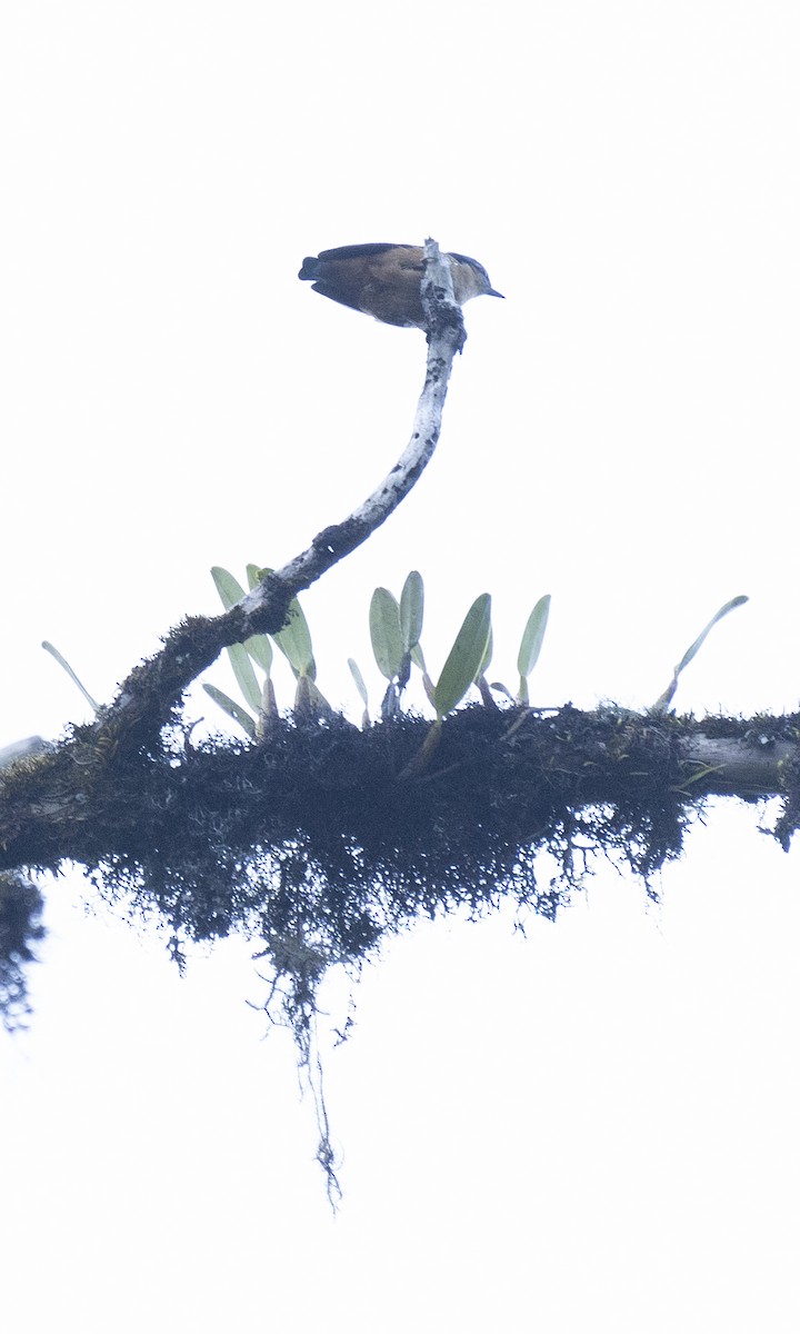 White-tailed Nuthatch - ML645378336