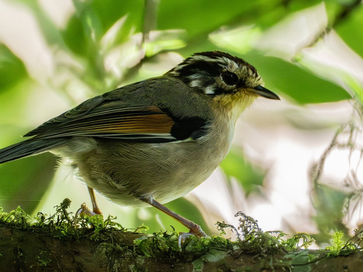 Rufous-winged Fulvetta - ML645378341
