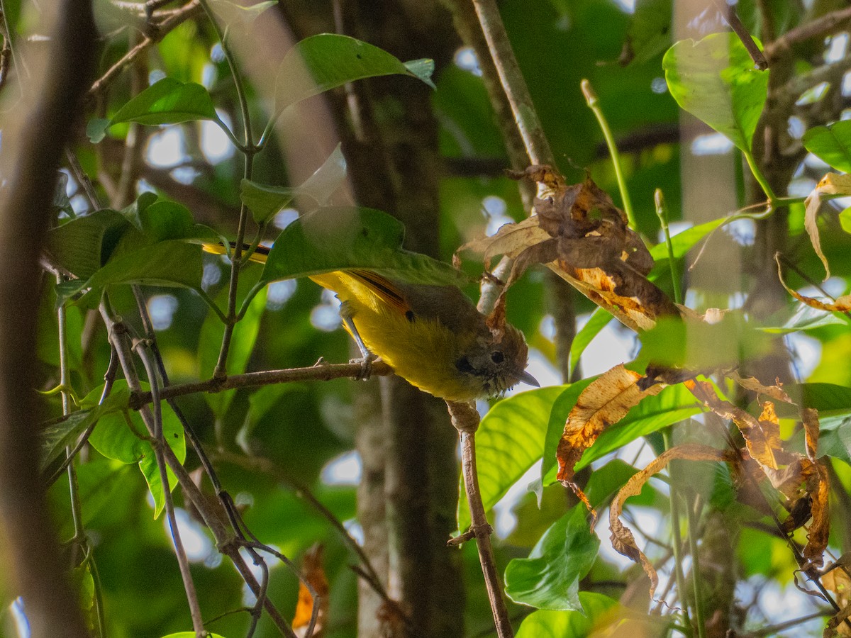 Chestnut-tailed Minla - ML645378347