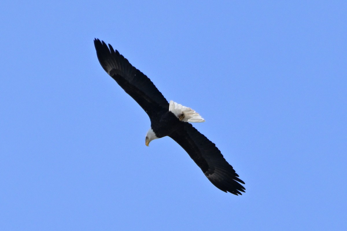 Bald Eagle - ML645378348