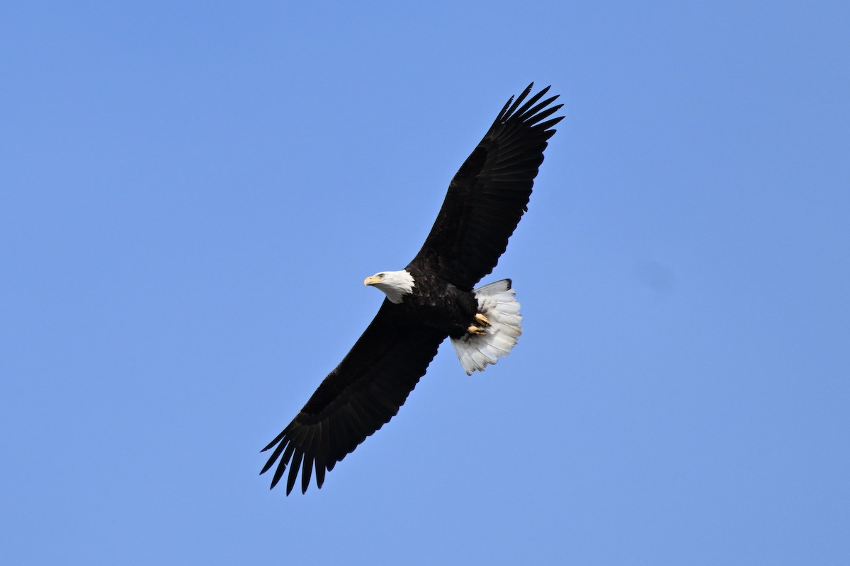 Bald Eagle - ML645378349