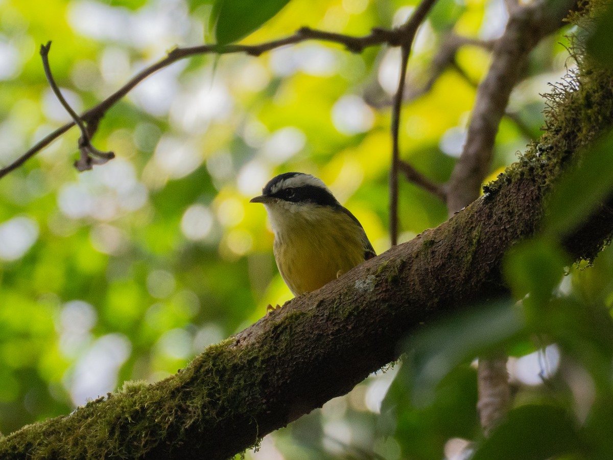 Red-tailed Minla - ML645378351