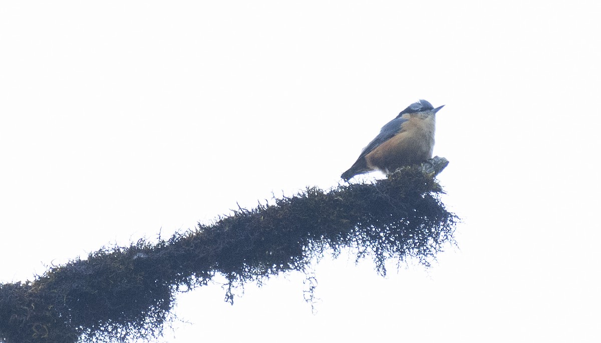 White-tailed Nuthatch - ML645378354