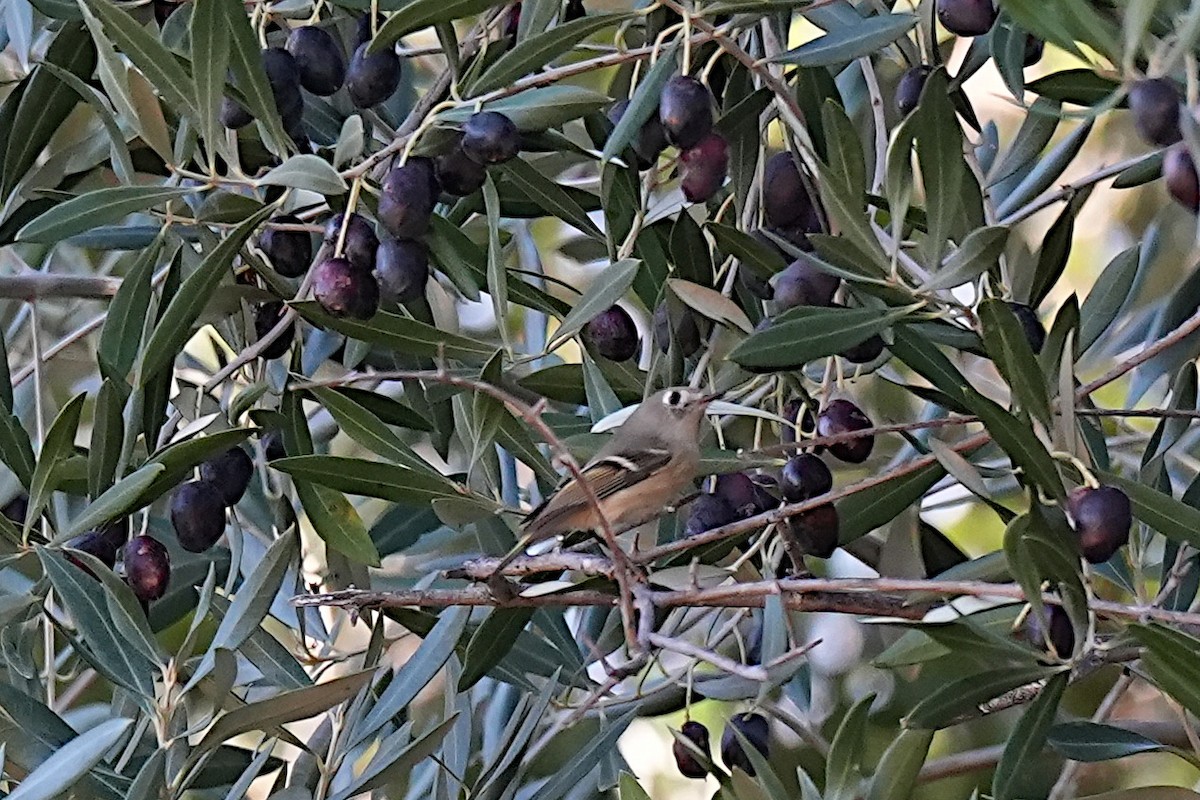 Золотомушка рубіновочуба - ML645378371