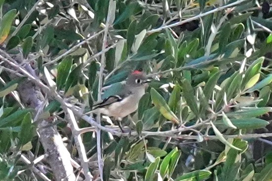 Золотомушка рубіновочуба - ML645378385