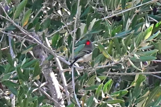 Золотомушка рубіновочуба - ML645378388