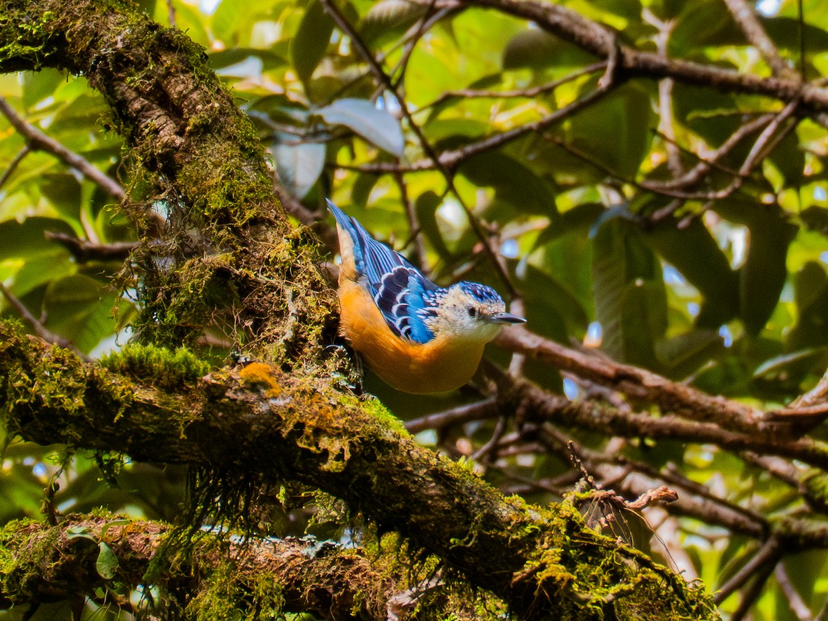 Beautiful Nuthatch - ML645378389