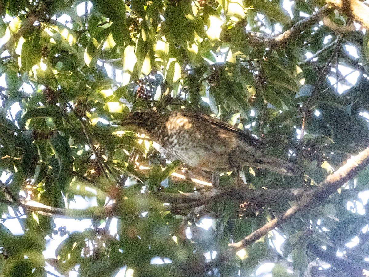 白眉地鶇 - ML645378390