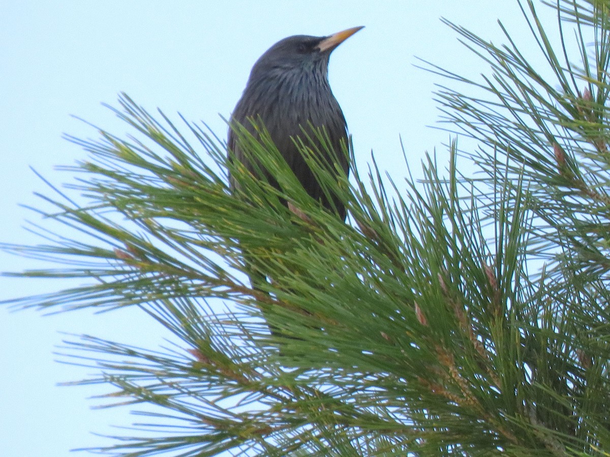 Spotless Starling - ML645378395