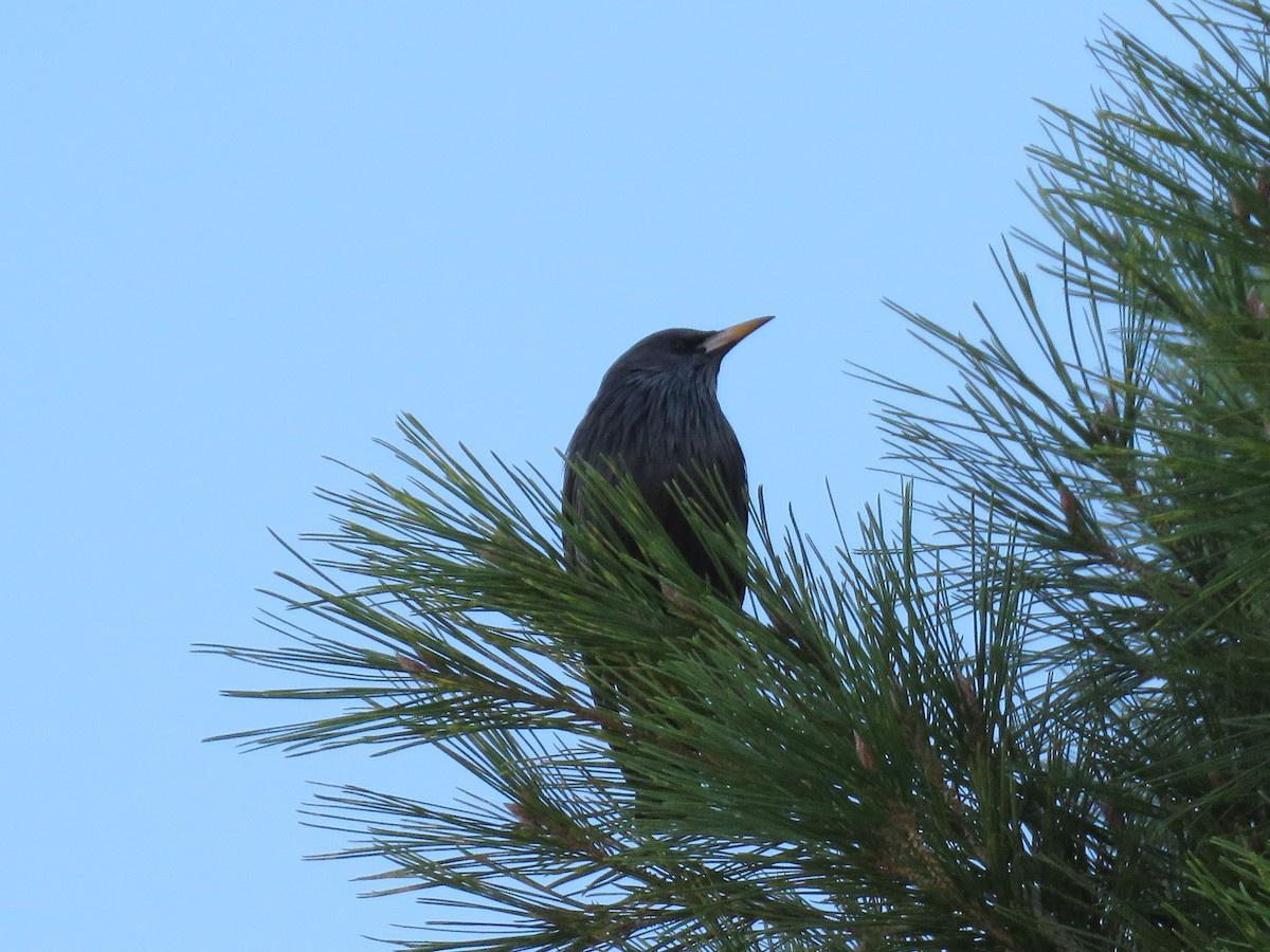 Spotless Starling - ML645378396