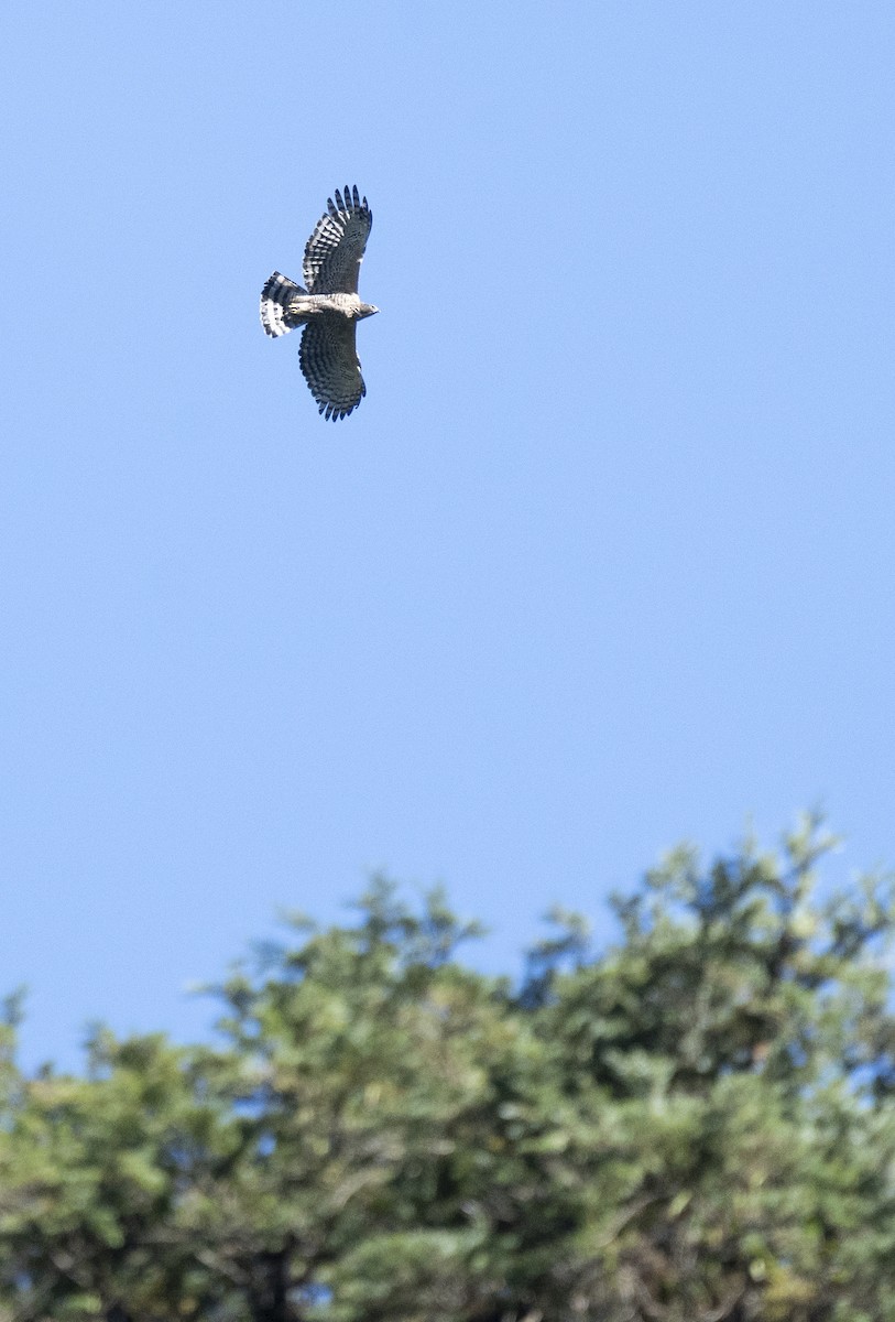 Уулын согсоот бүргэд - ML645378400