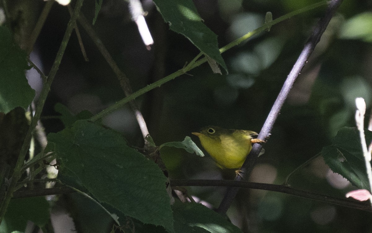 Whistler's Warbler - ML645378414