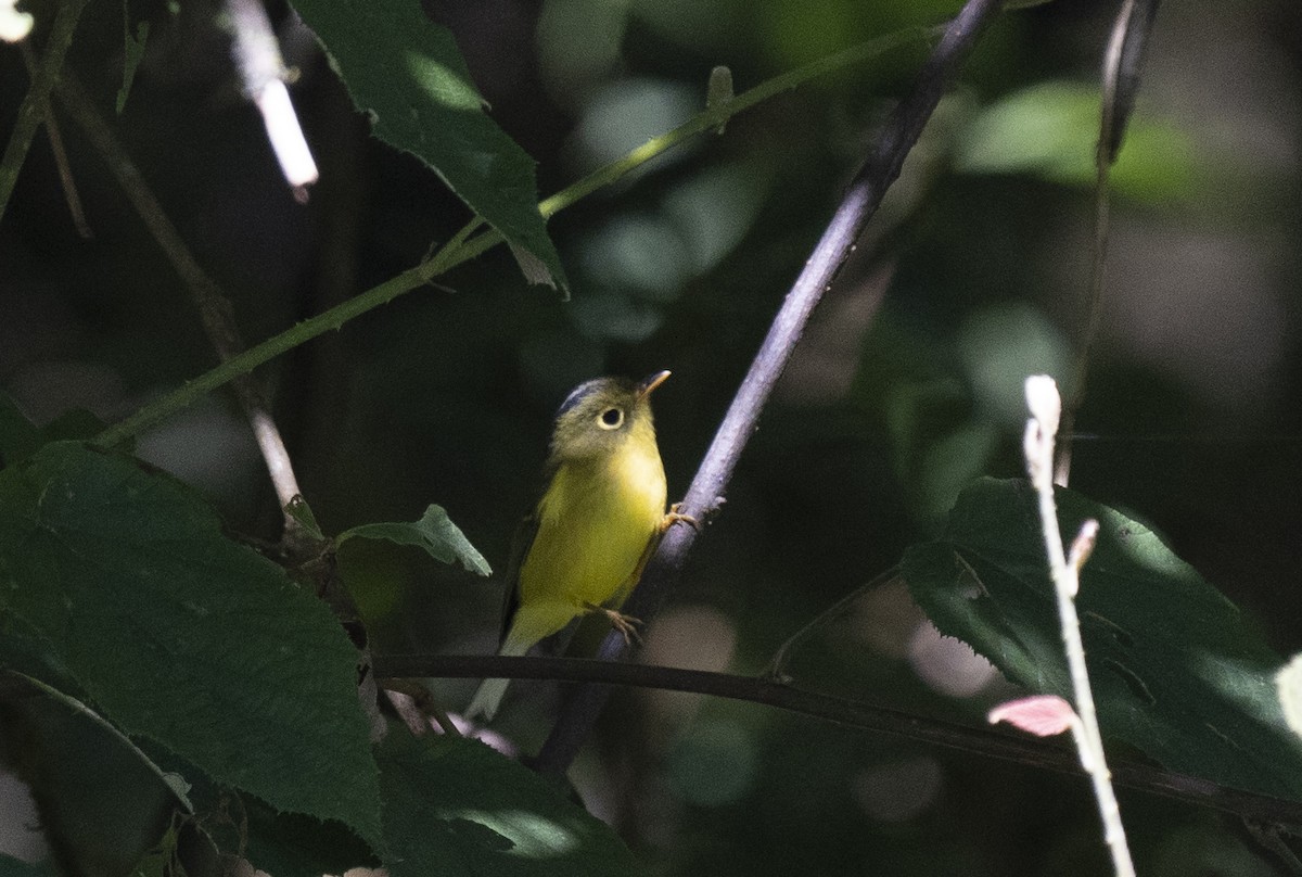 Whistler's Warbler - ML645378415