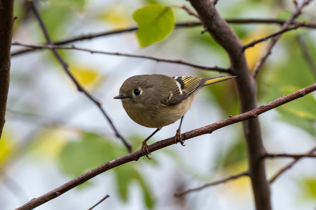 Золотомушка рубіновочуба - ML645378416