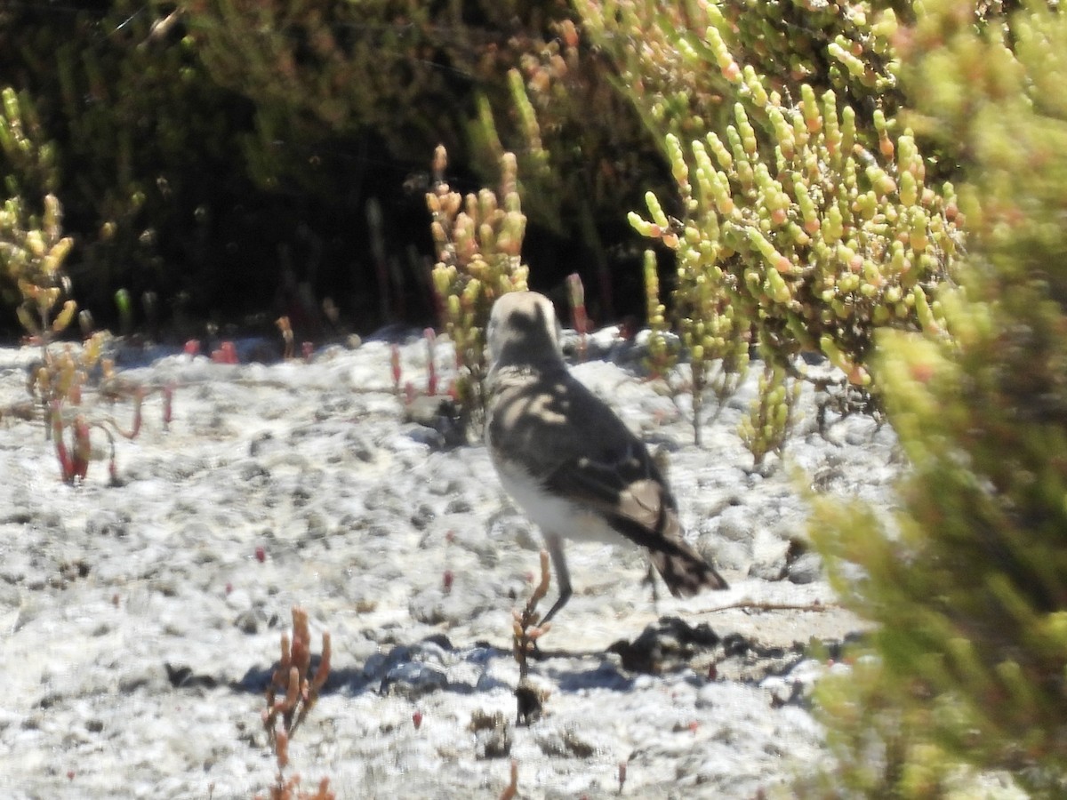 White-fronted Chat - ML645378418