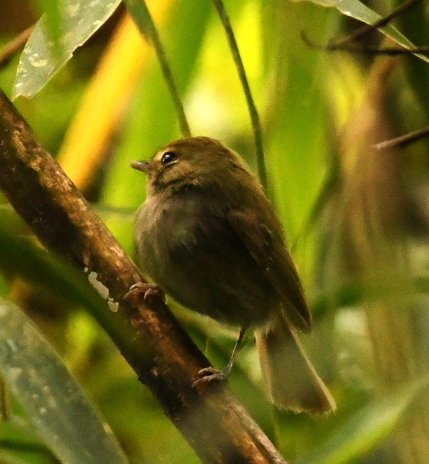 Todirostre à poitrine ombrée - ML645378419