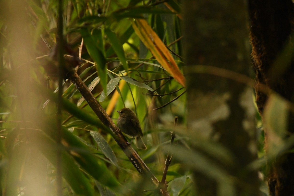 Todirostre à poitrine ombrée - ML645378421