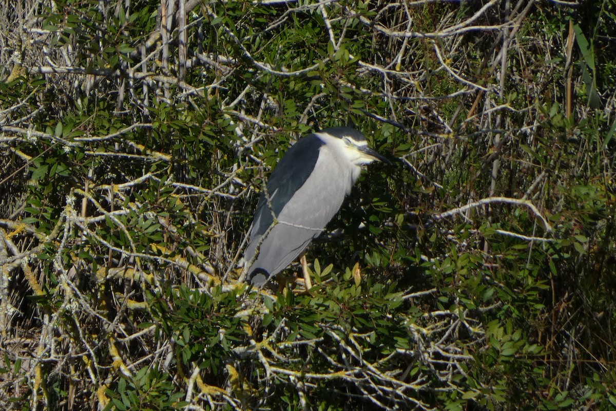 Ногоовор зашин - ML645378425