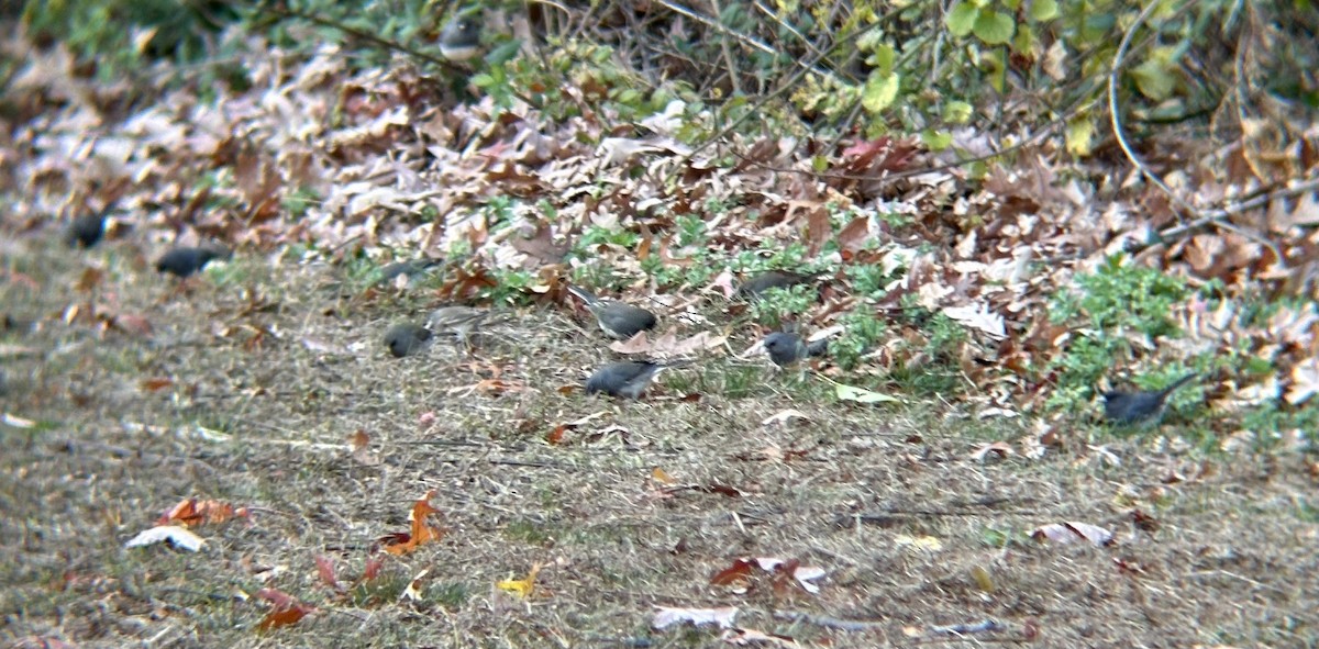 Dark-eyed Junco - ML645378427