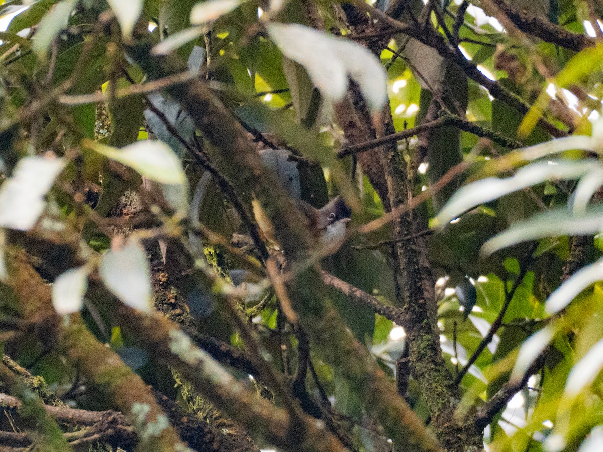 Whiskered Yuhina - ML645378454