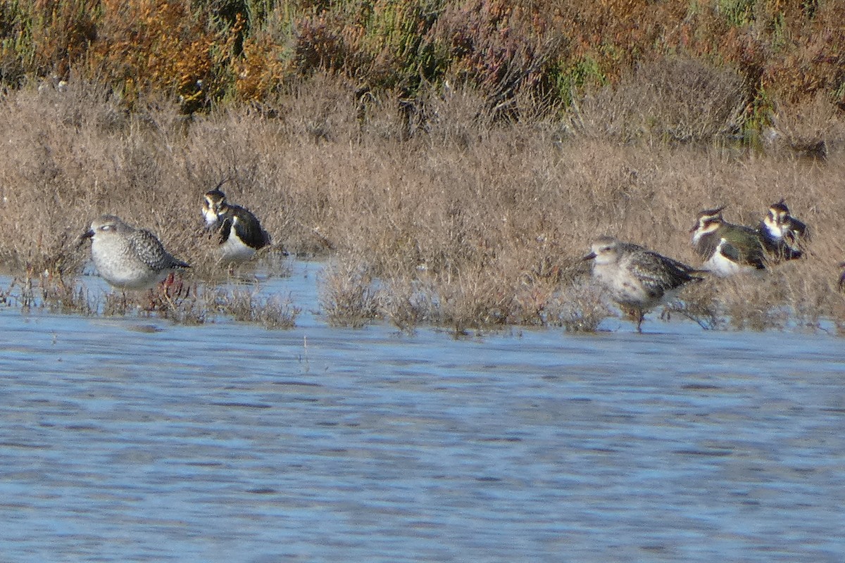 Буурал сүвээ цагаан - ML645378468