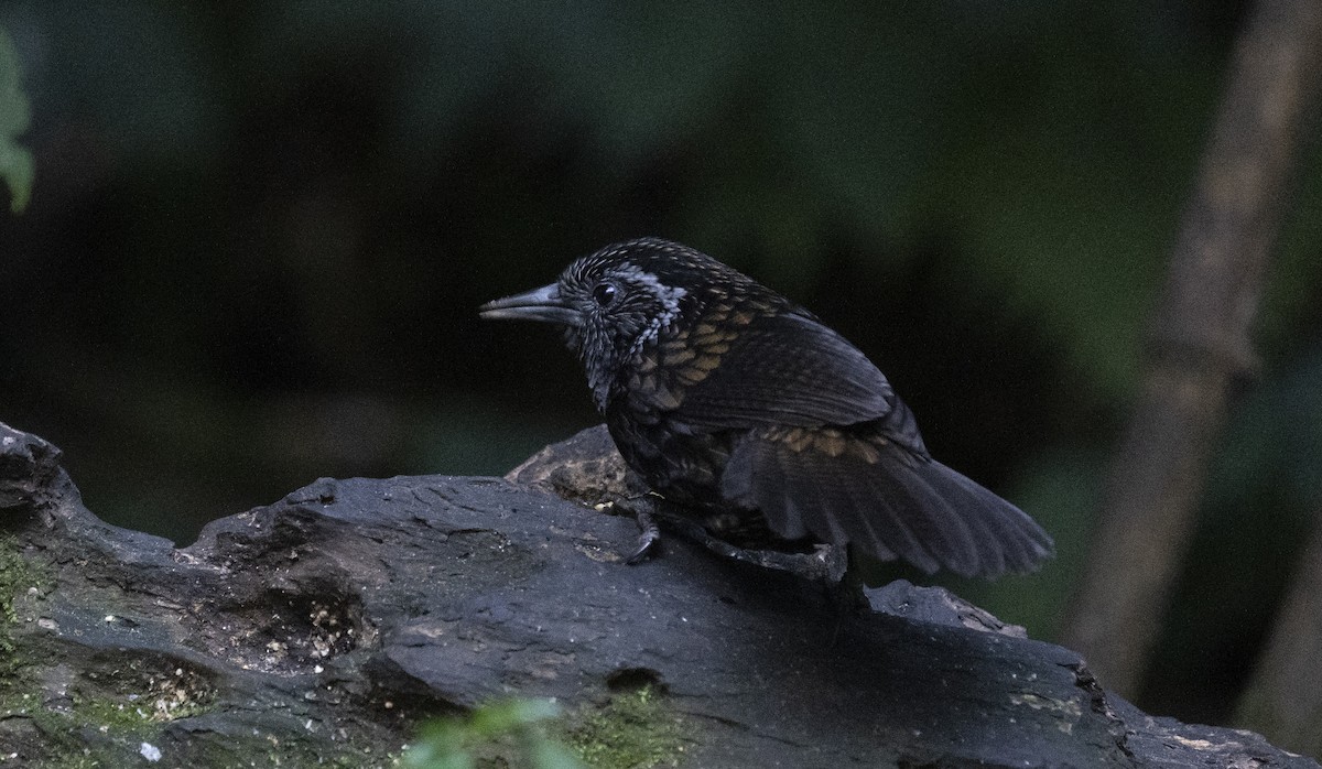 Sikkim Wedge-billed Babbler - ML645378472