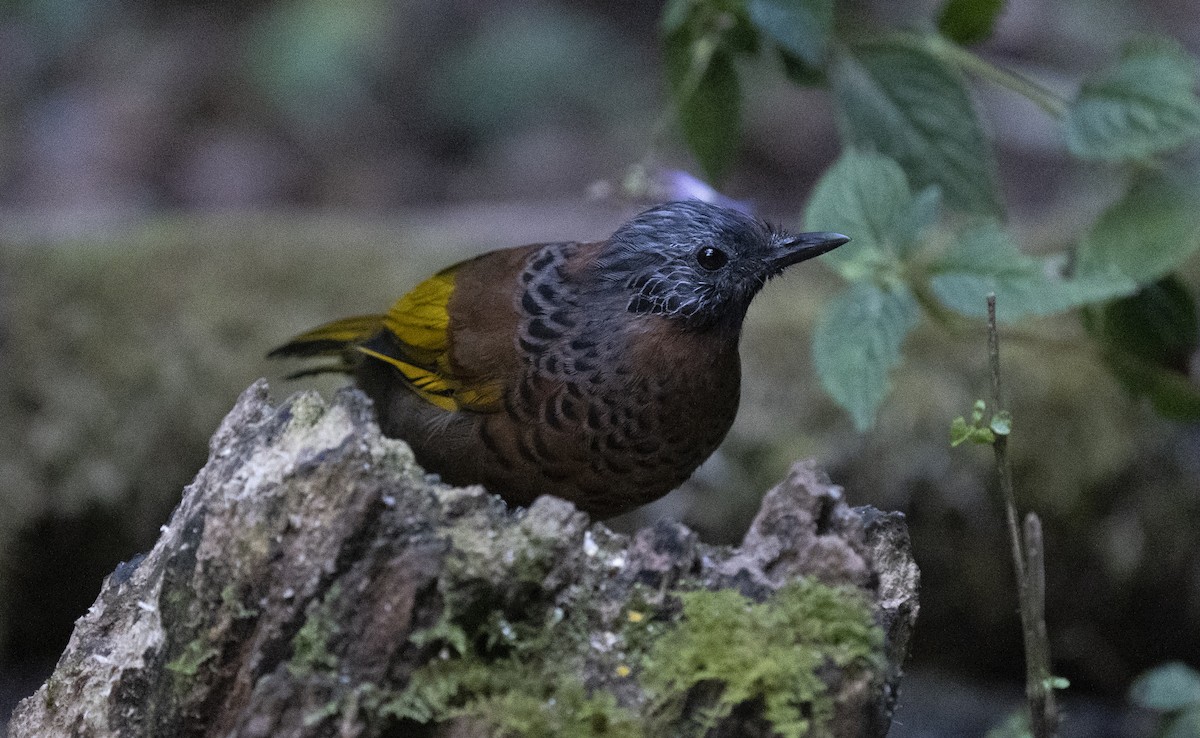 Chestnut-crowned Laughingthrush - ML645378473