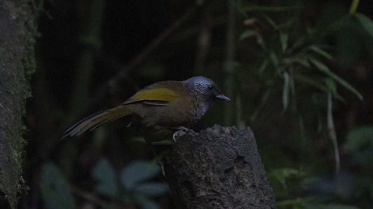 Chestnut-crowned Laughingthrush - ML645378474