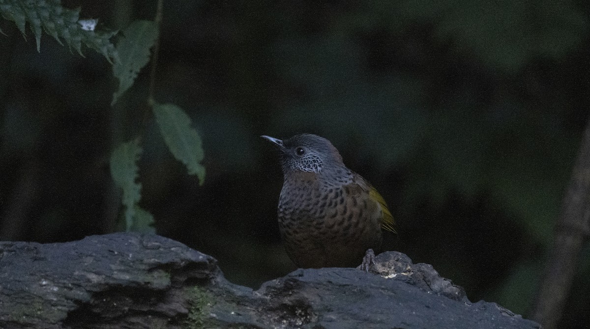 Chestnut-crowned Laughingthrush - ML645378475