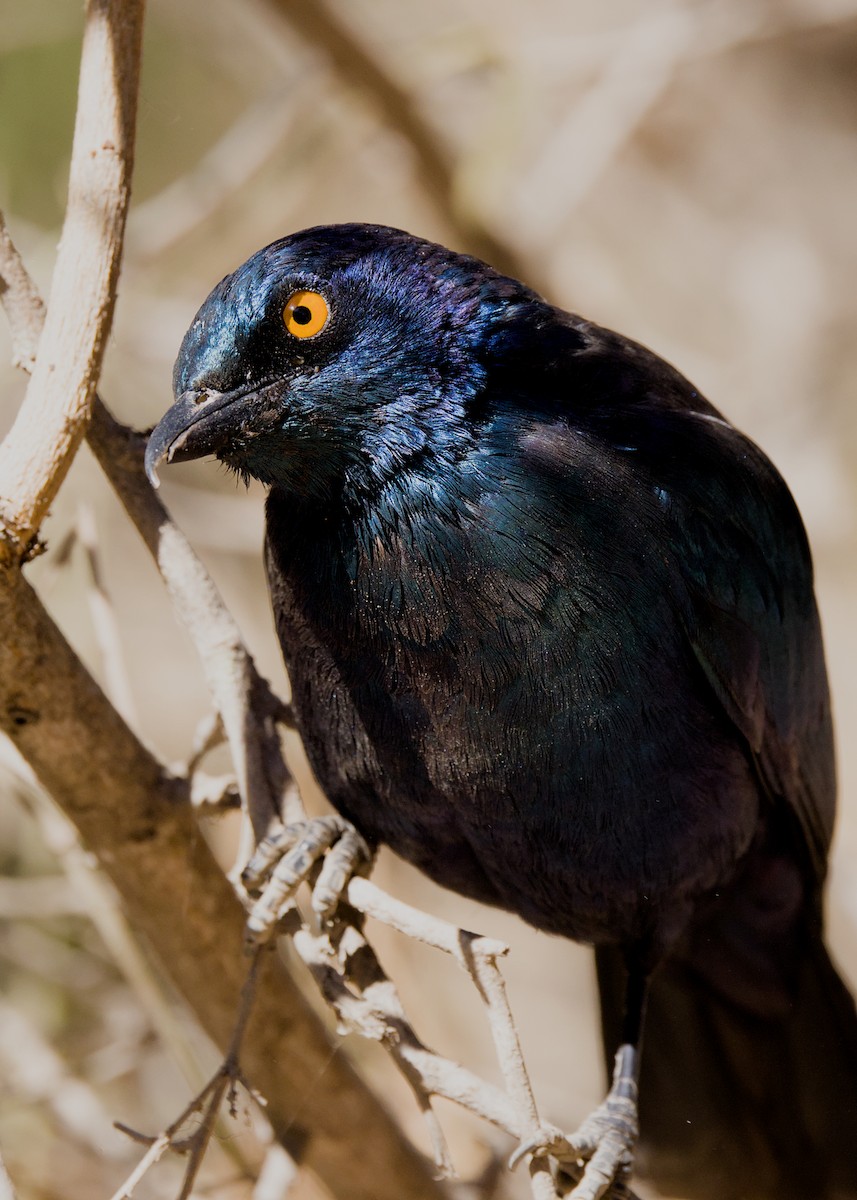 Greater Blue-eared Starling - ML645378491