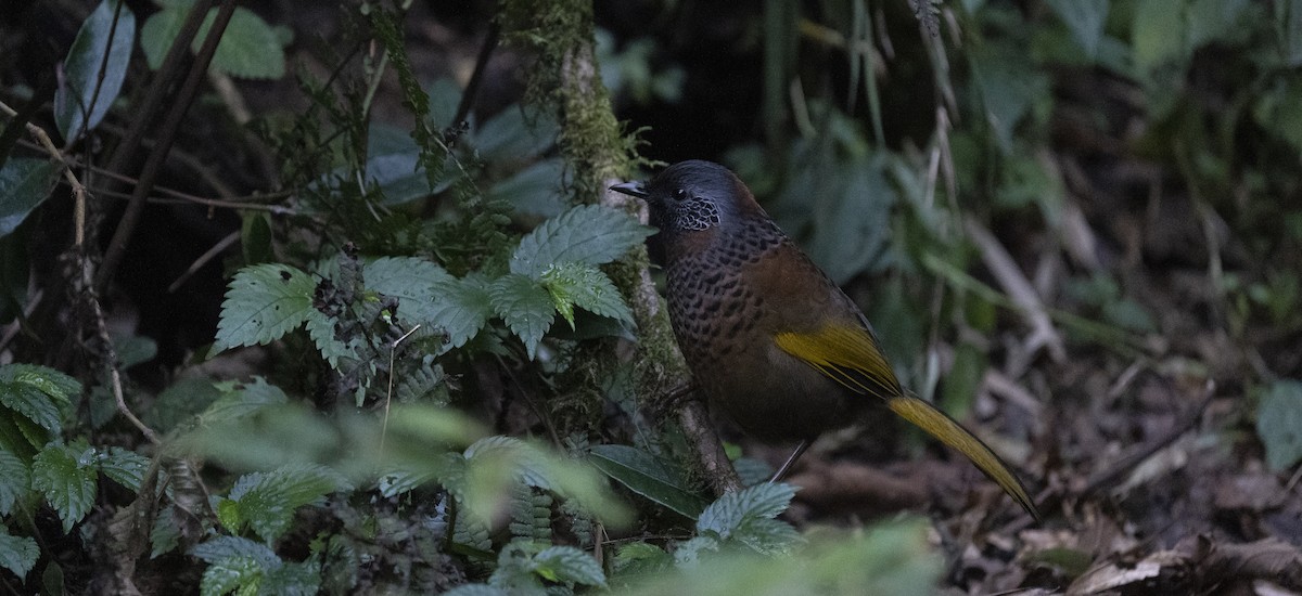 Chestnut-crowned Laughingthrush - ML645378497