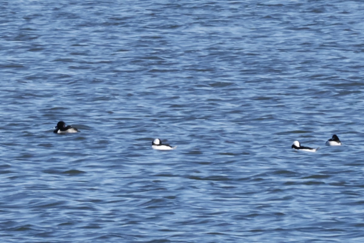 Ring-necked Duck - ML645378500