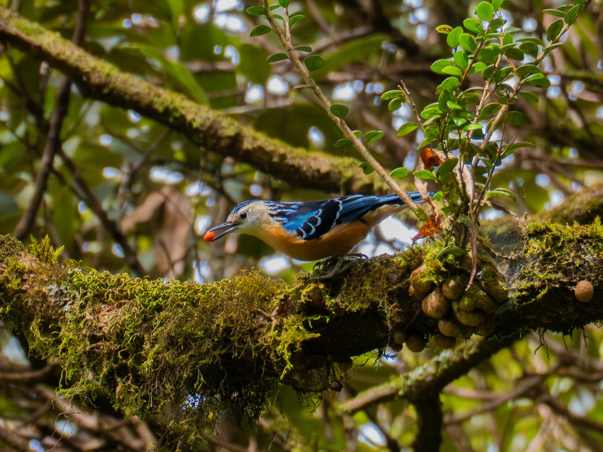 Beautiful Nuthatch - ML645378510