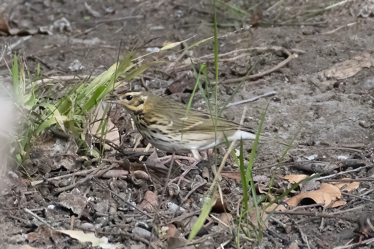 Olive-backed Pipit - ML645378511
