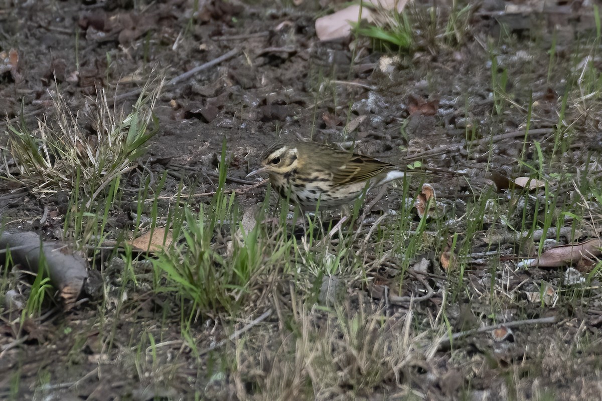 Olive-backed Pipit - ML645378512